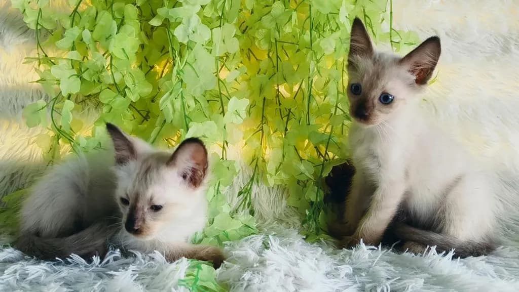 ขายลูกแมววิเชียรมาศชาย