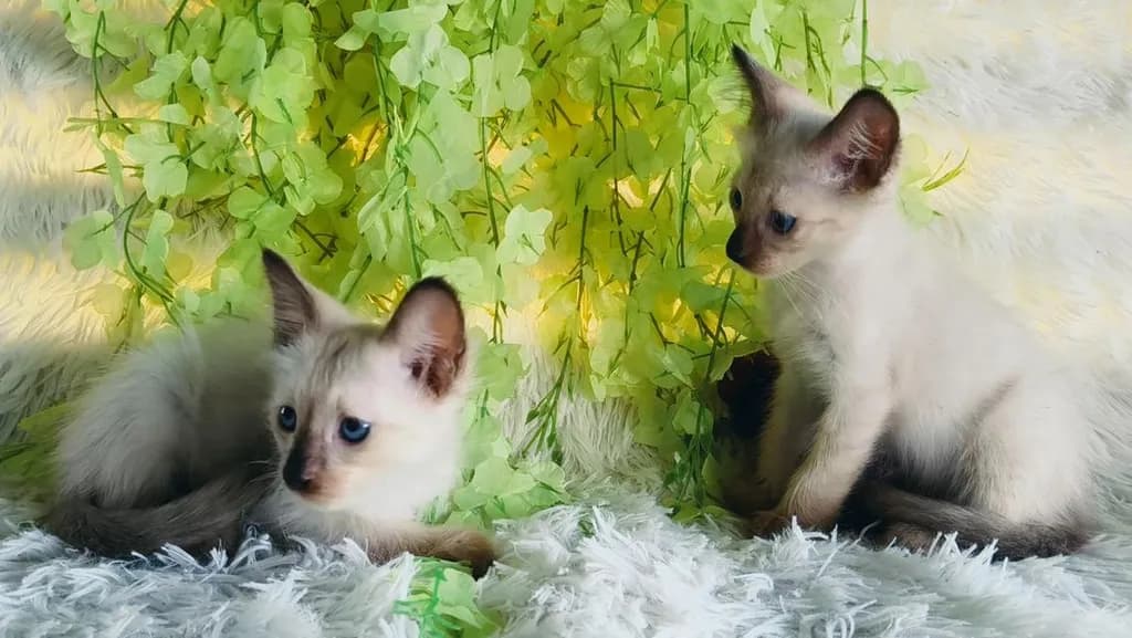 ขายลูกแมววิเชียรมาศชาย