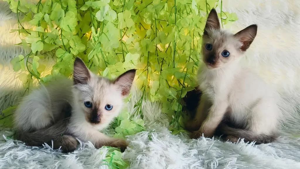 ขายลูกแมววิเชียรมาศชาย