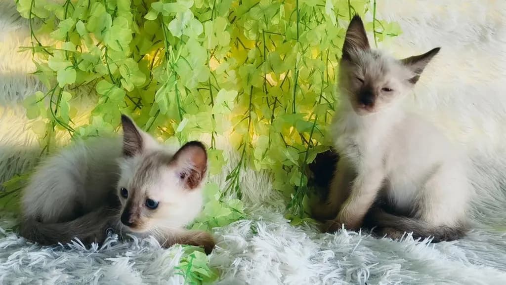 ขายลูกแมววิเชียรมาศชาย
