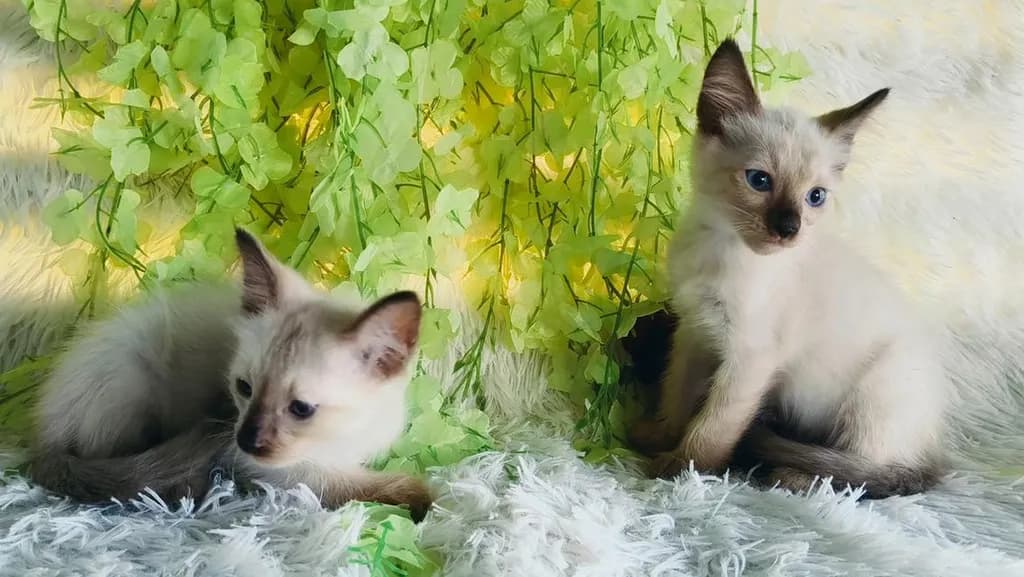 ขายลูกแมววิเชียรมาศชาย