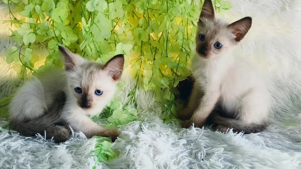 ขายลูกแมววิเชียรมาศชาย
