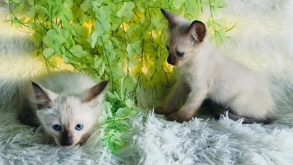 ขายลูกแมววิเชียรมาศชาย