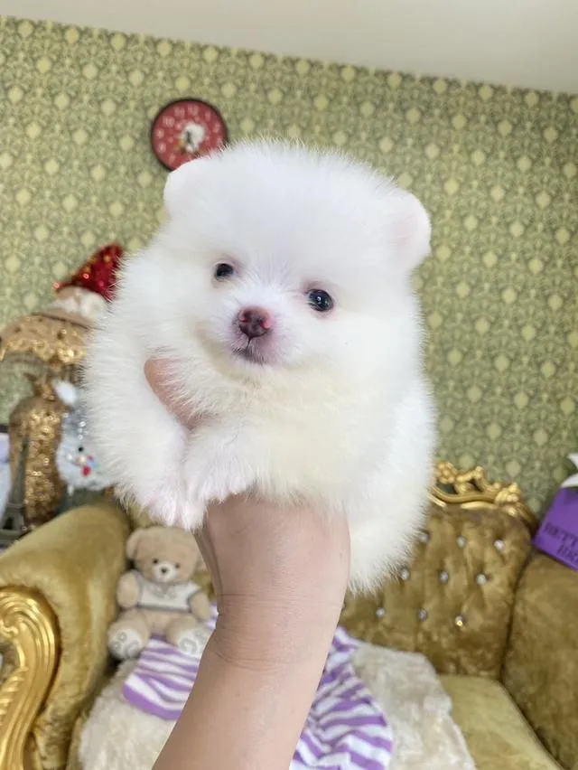 ลูกปอมแท้ อายุ2เดือน ราคาพิเศษทุกตัว