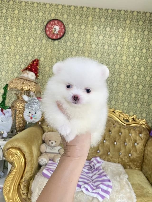ลูกปอมแท้ อายุ2เดือน ราคาพิเศษทุกตัว