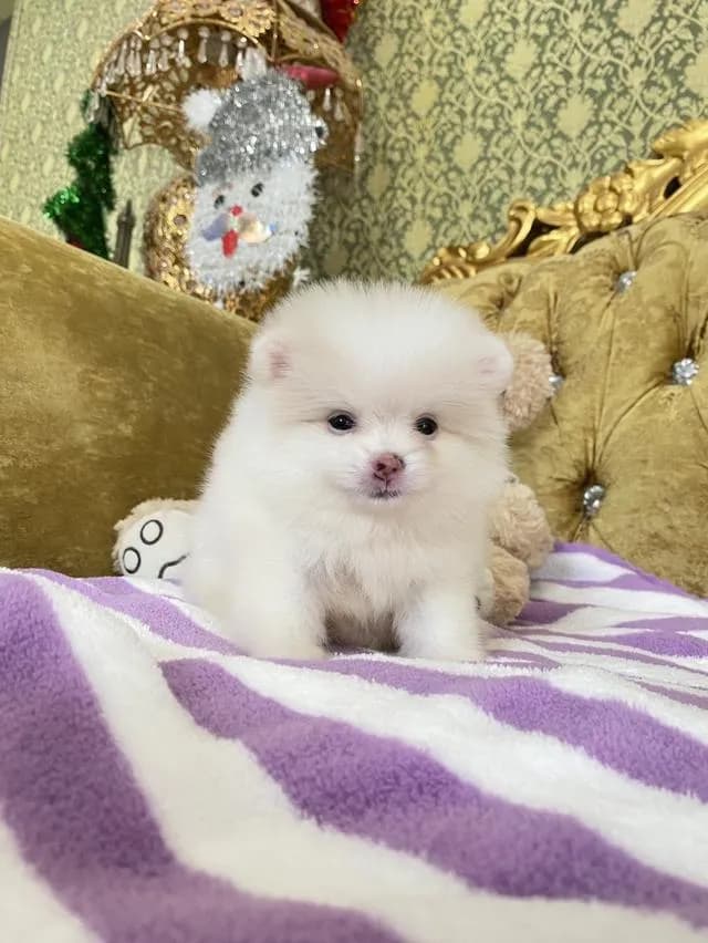 ลูกปอมแท้ อายุ2เดือน ราคาพิเศษทุกตัว