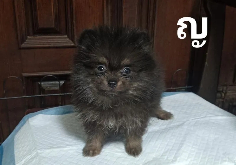 ปอมแท้ 2 เดือนครึ่ง เลือดเมอเร่เข้มข้น