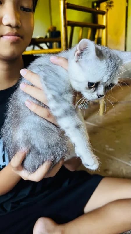 สต็อตติผสมหิมาลัย น่ารักเลย