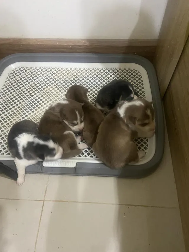 สัตว์เลี้ยงลูกสุนัขไซบีเรียน