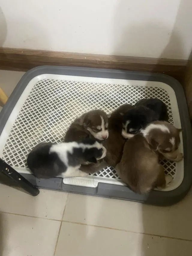 สัตว์เลี้ยงลูกสุนัขไซบีเรียน