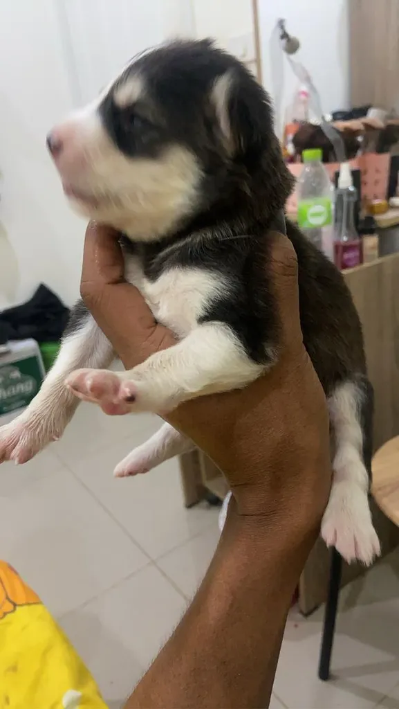 สัตว์เลี้ยงลูกสุนัขไซบีเรียน