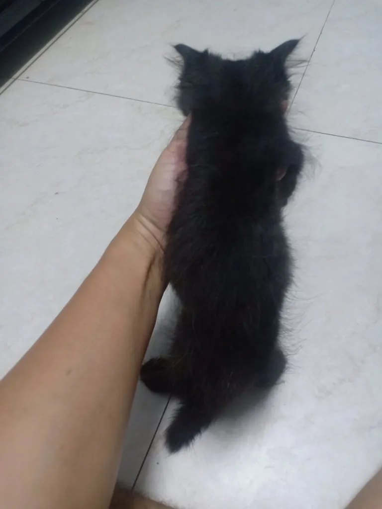 ลูกแมวเปอร์เซีย