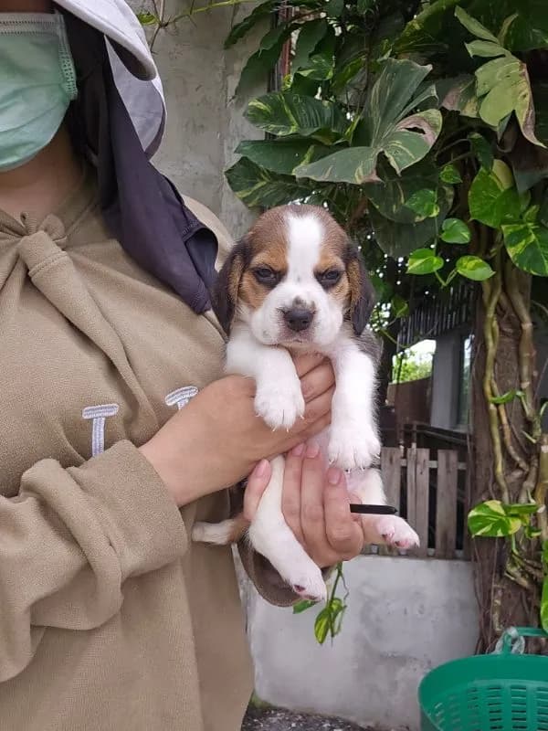 ลูกสุนัขบีเกิ้ลเมีย แท้ สายเลือดดี