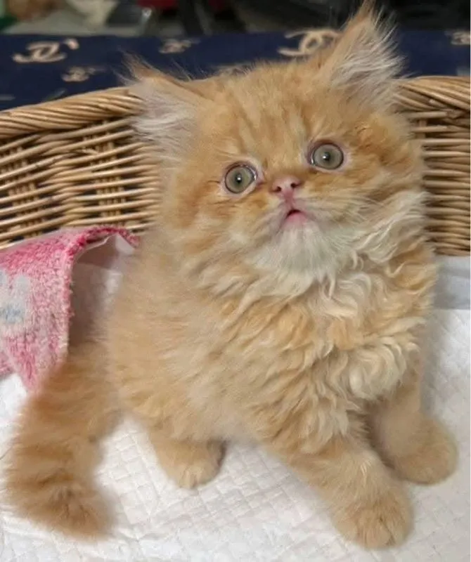แมวเปอร์เซีย