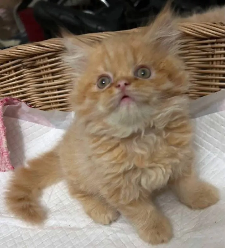 แมวเปอร์เซีย
