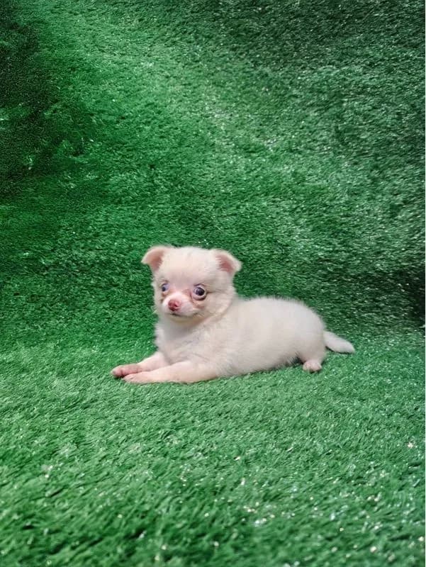 ชิวาว่าแท้