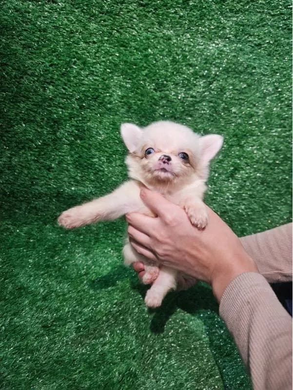 ชิวาว่าแท้