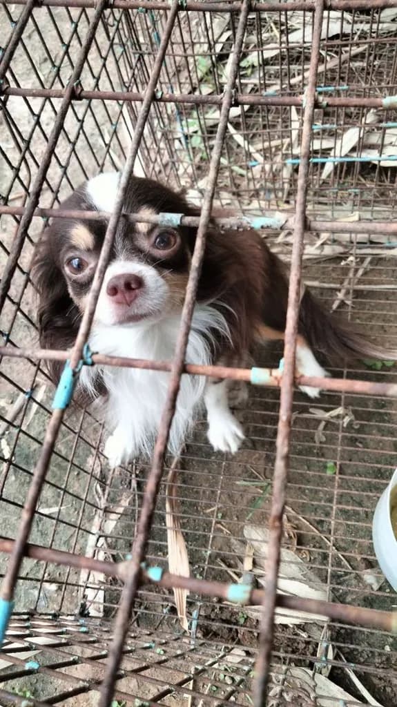 ชิวาว่าขนยาว