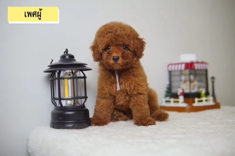 ลูก Poodle ( พุดเดิ้ลทอย ) ผู้ - เมีย พร้อมย้ายบ้าน