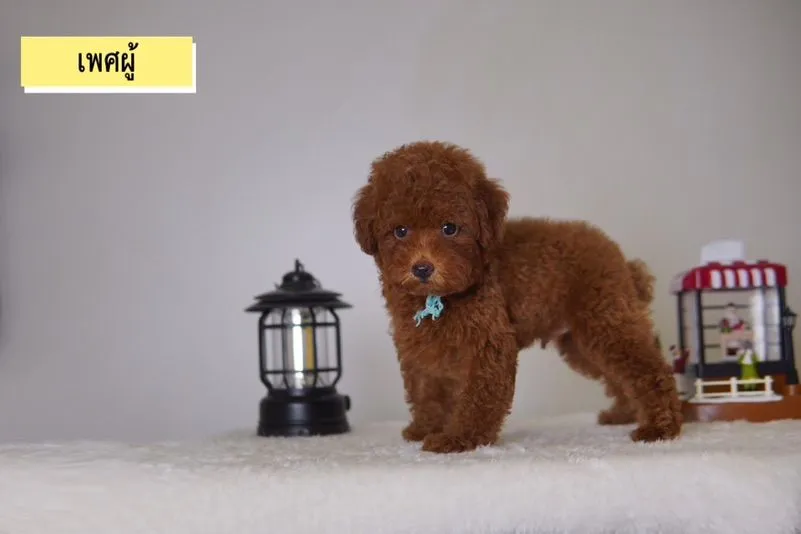 ลูก Poodle ( พุดเดิ้ลทอย ) ผู้ - เมีย พร้อมย้ายบ้าน