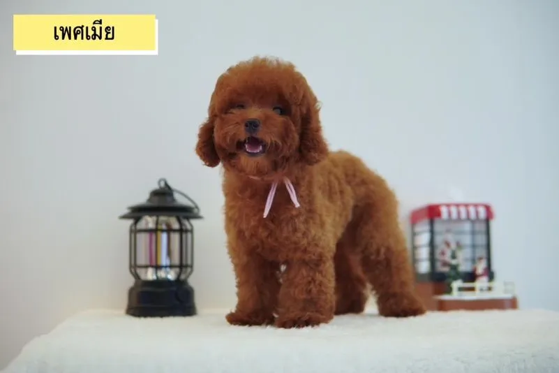 ลูก Poodle ( พุดเดิ้ลทอย ) ผู้ - เมีย พร้อมย้ายบ้าน