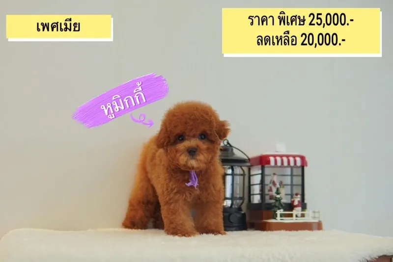 ลูก Poodle ( พุดเดิ้ลทอย ) ผู้ - เมีย พร้อมย้ายบ้าน