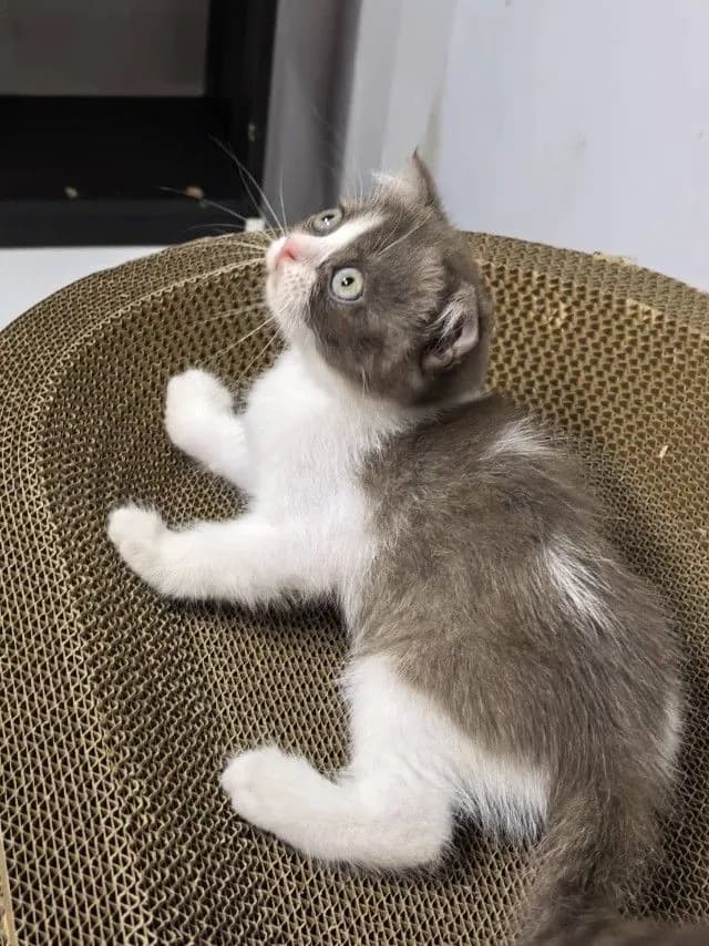 แมว