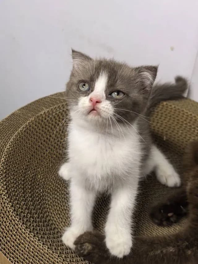 แมว
