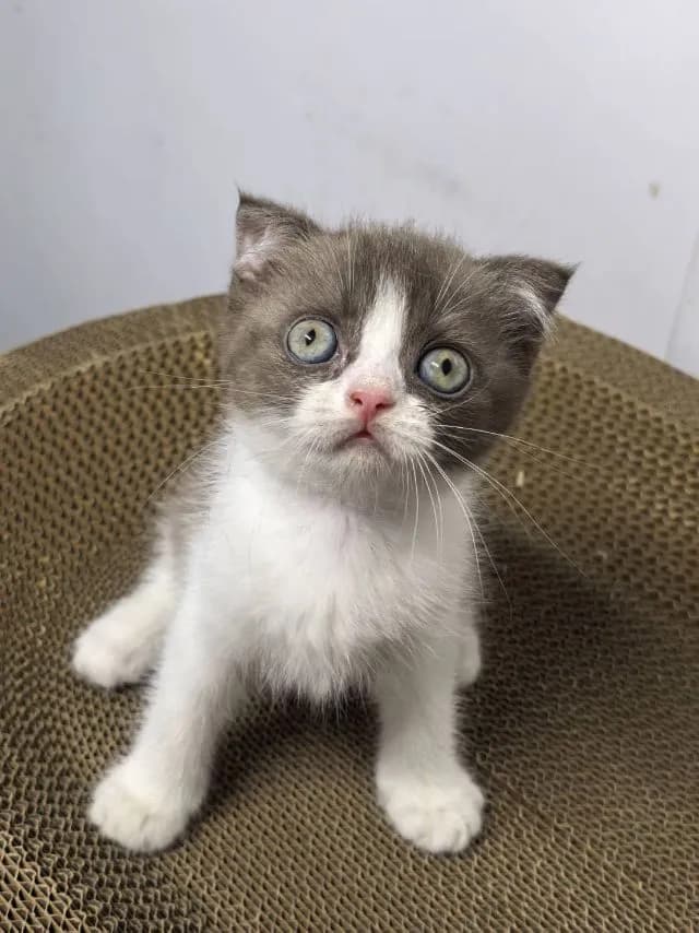 แมว