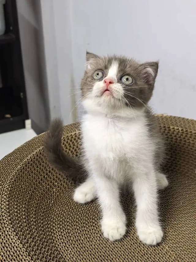 แมว