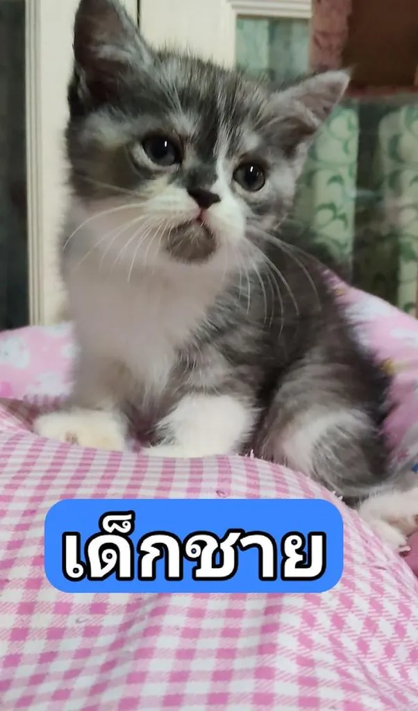 เด็กชาย มันช์กิ้น ขายาวปกติ