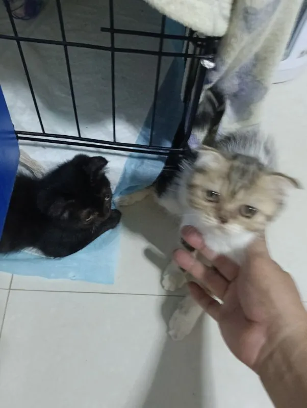 สนใจหนูไหมสก๊อตแท้ทั้ง2น้องอายุ2เดือนให้ทัังคู่ค่าบเพศ..ญ..สนใจทักไลน์มานะค่าบ