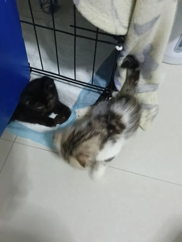 สนใจหนูไหมสก๊อตแท้ทั้ง2น้องอายุ2เดือนให้ทัังคู่ค่าบเพศ..ญ..สนใจทักไลน์มานะค่าบ