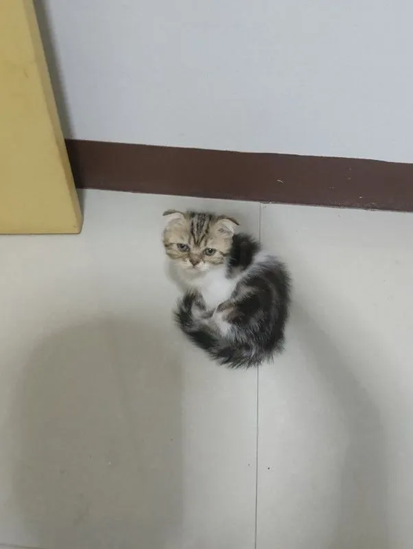 สนใจหนูไหมสก๊อตแท้ทั้ง2น้องอายุ2เดือนให้ทัังคู่ค่าบเพศ..ญ..สนใจทักไลน์มานะค่าบ