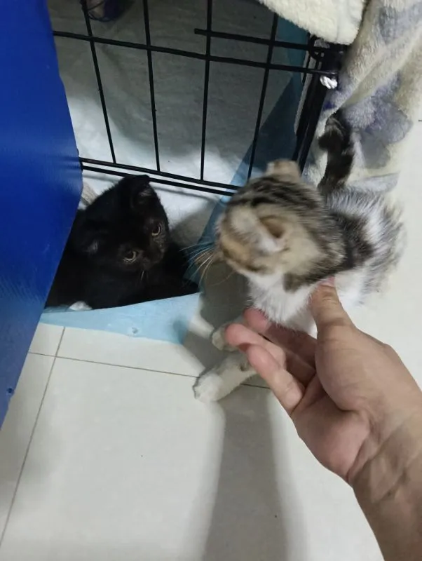 สนใจหนูไหมสก๊อตแท้ทั้ง2น้องอายุ2เดือนให้ทัังคู่ค่าบเพศ..ญ..สนใจทักไลน์มานะค่าบ