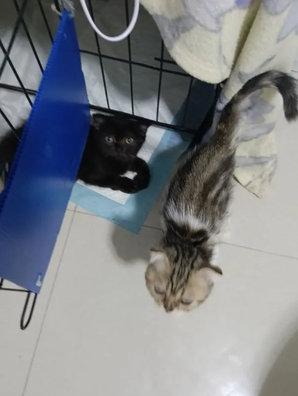 สนใจหนูไหมสก๊อตแท้ทั้ง2น้องอายุ2เดือนให้ทัังคู่ค่าบเพศ..ญ..สนใจทักไลน์มานะค่าบ