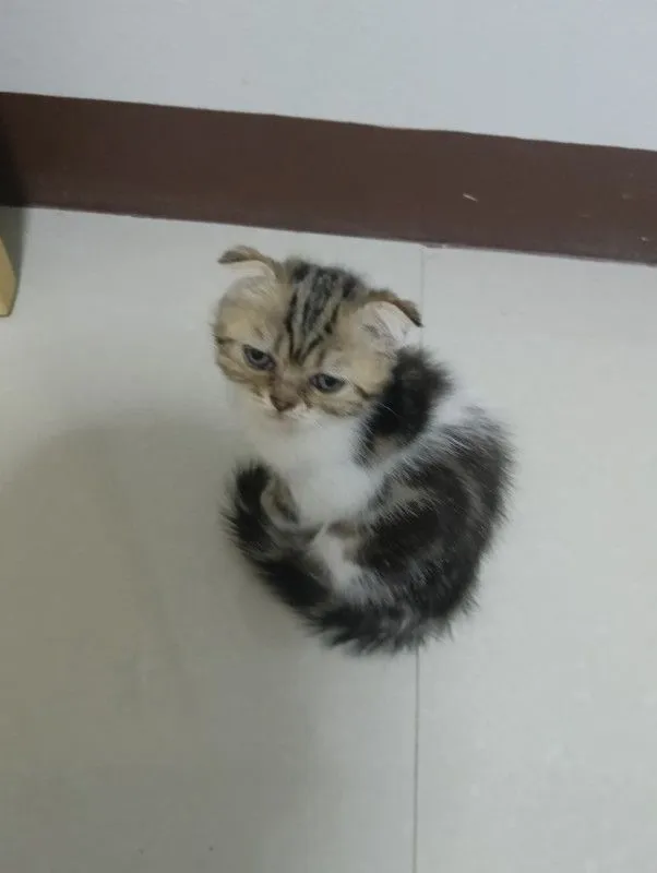 สนใจหนูไหมสก๊อตแท้ทั้ง2น้องอายุ2เดือนให้ทัังคู่ค่าบเพศ..ญ..สนใจทักไลน์มานะค่าบ