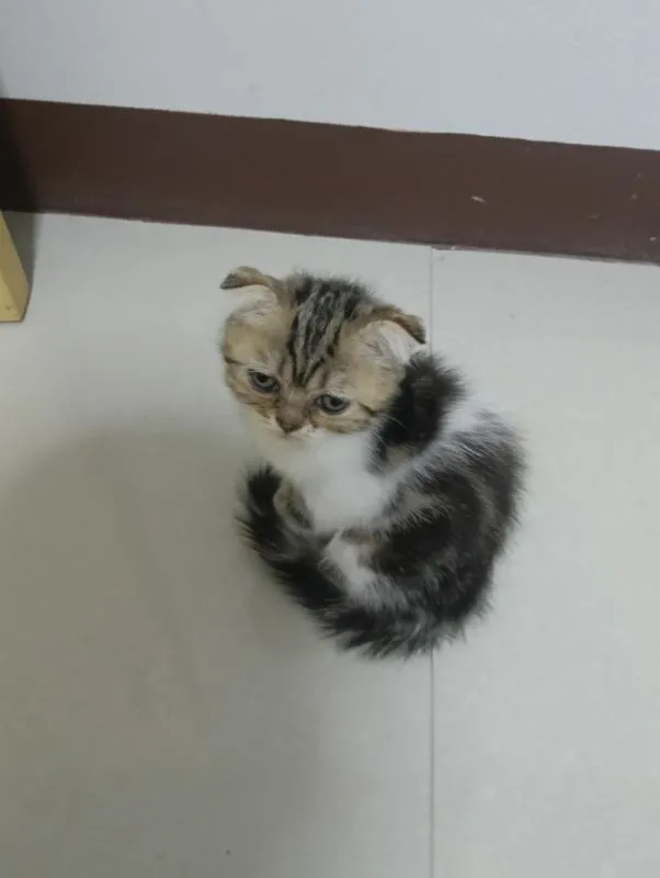 สนใจหนูไหมสก๊อตแท้ทั้ง2น้องอายุ2เดือนให้ทัังคู่ค่าบเพศ..ญ..สนใจทักไลน์มานะค่าบ