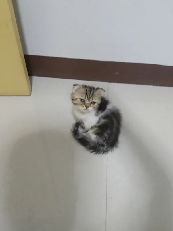 สนใจหนูไหมสก๊อตแท้ทั้ง2น้องอายุ2เดือนให้ทัังคู่ค่าบเพศ..ญ..สนใจทักไลน์มานะค่าบ