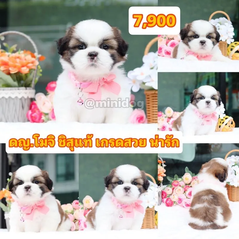 ชิสุแท้เกรดสวย