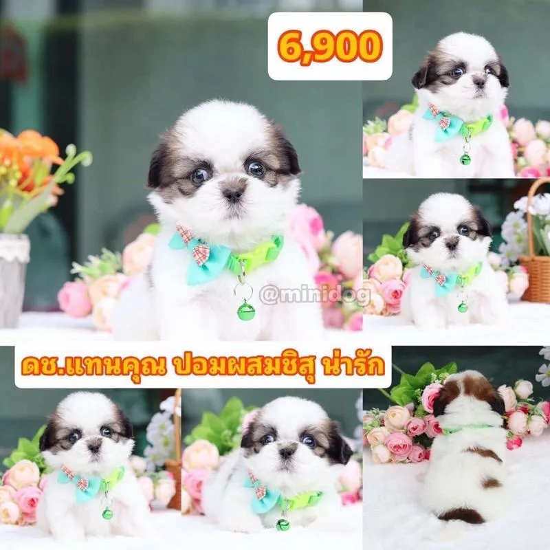 ชิสุแท้เกรดสวย
