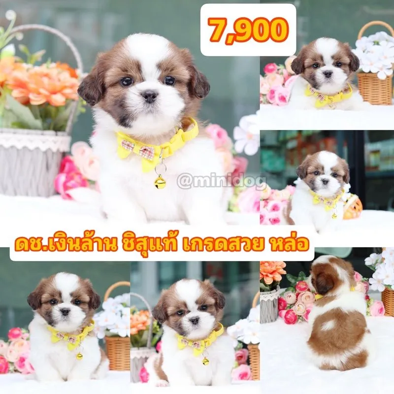 ชิสุแท้เกรดสวย