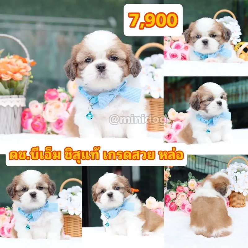 ชิสุแท้เกรดสวย