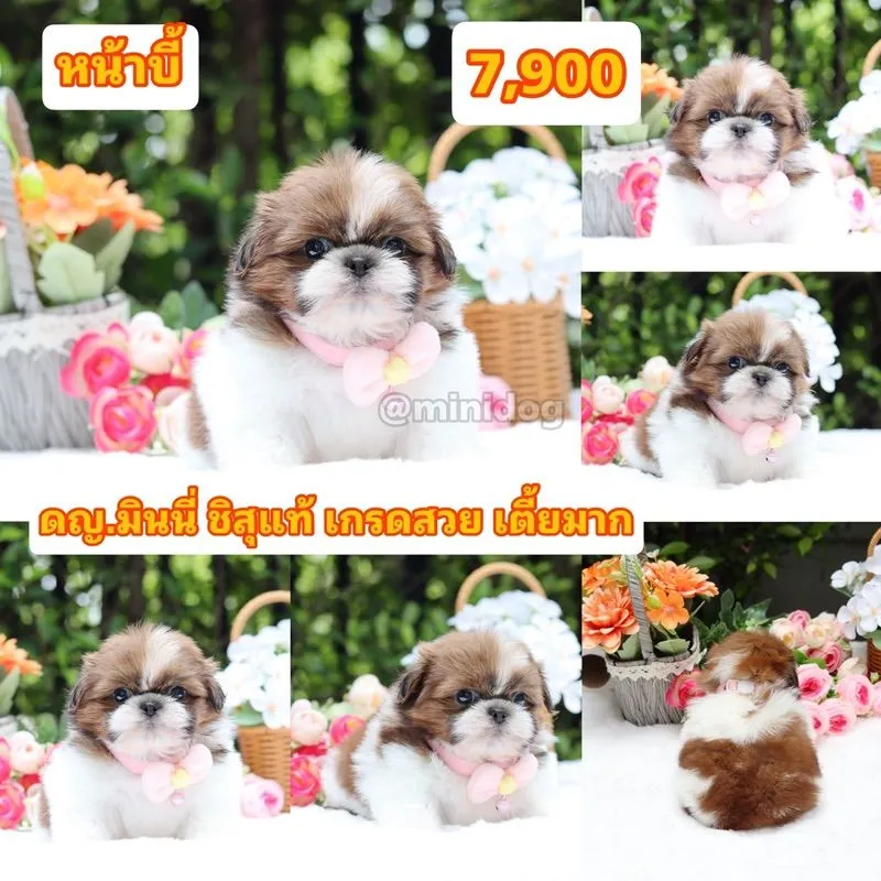 ชิสุแท้เกรดสวย
