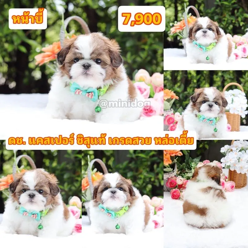 ชิสุแท้เกรดสวย