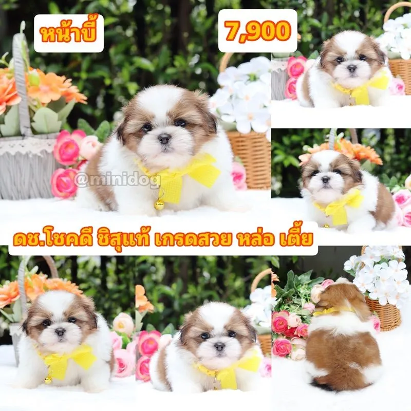 ชิสุแท้เกรดสวย