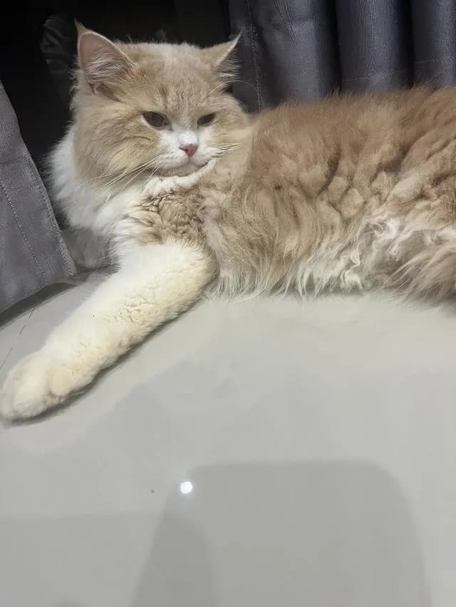 แมวบริติช ลองแฮร์ สุขภาพดี ร่าเริง น่ารัก ฝึกขับถ่ายในกระบะทรายแล้ว