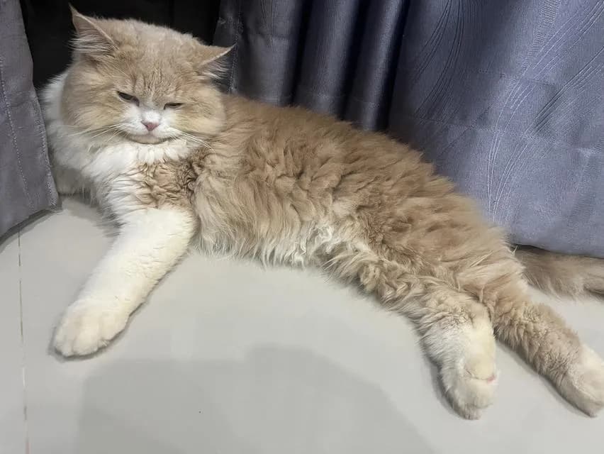 แมวบริติช ลองแฮร์ สุขภาพดี ร่าเริง น่ารัก ฝึกขับถ่ายในกระบะทรายแล้ว