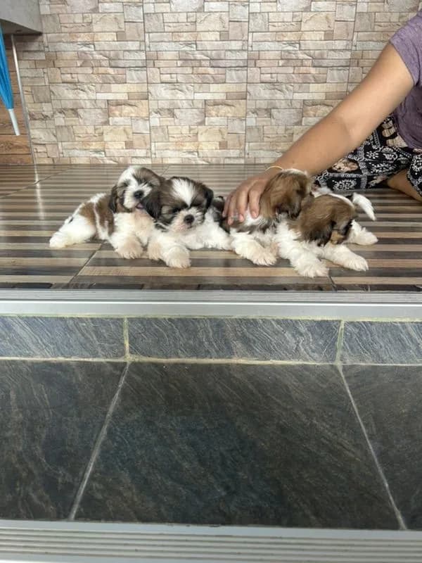 ลูกชิสุทอย