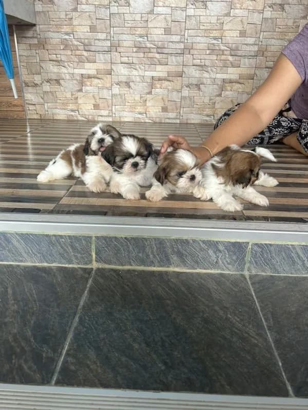 ลูกชิสุทอย
